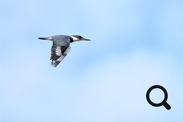 Belted Kingfisher